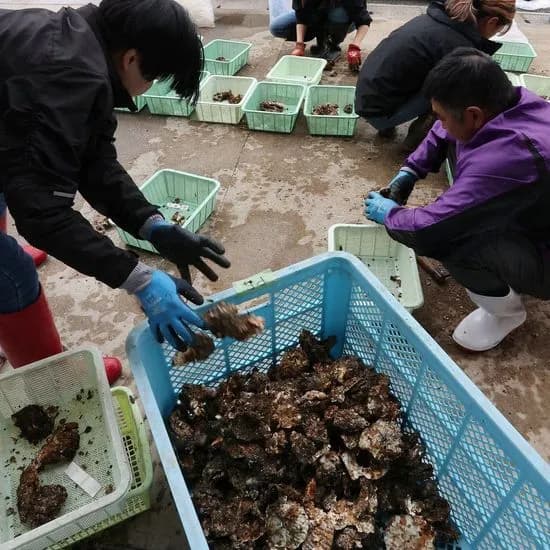 カキ大量死、瀬戸内海沿岸に被害広がる　全国生産の8割占めるエリア