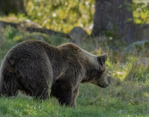【悲報】北海道猟友会会長「ヒグマの駆除は警察と自衛隊だけでやってほしい。猟友会は外してほしい・・・」