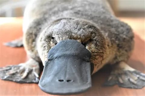 カモノハシ「哺乳類です、卵生です、母乳で育てます、クチバシあります、毒あります」←こいつの正体