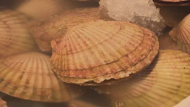 【悲報】ホタテ業者、早くも落胆の声… 「もうね、ビクビクしながら…」😭