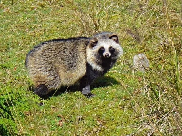【悲報】たぬき(鋭い牙なし、足遅い、木登り下手)←コイツが弱者ではない理由、解説されるwwwww