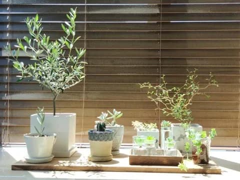 彡(ﾟ)(ﾟ)「観葉植物は意外と懐く」