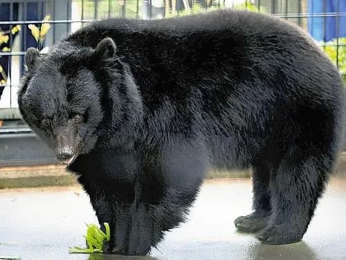 秋田の動物園に野生のクマが侵入！→飼育していたクマが檻から脱走しただけでした