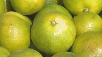 「男性が木に引っかかっている」と通報  みかんの木に逆さ吊りの男性の遺体が見つかる  福岡県