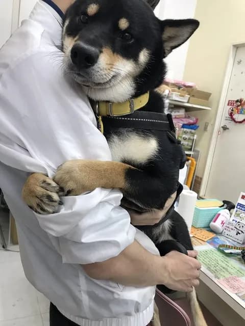 イッヌ「嫌ぁ、許して、(病院)イキたくない、ううぅ・・・もういやぁ・・・」