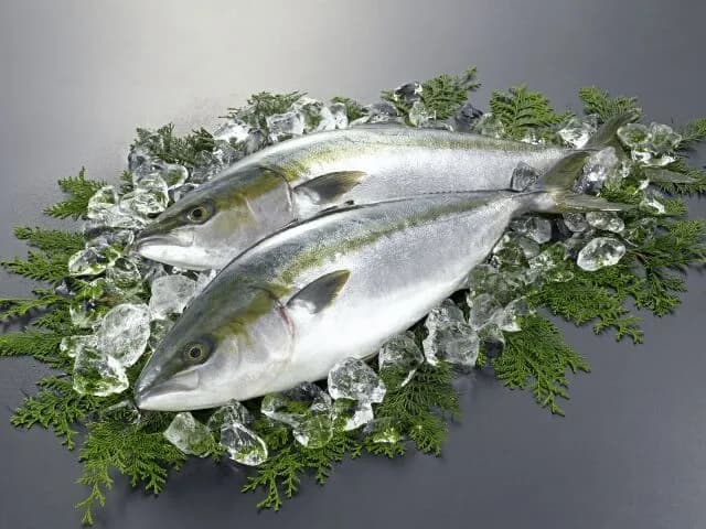 ブリって天然より養殖のほううまない？