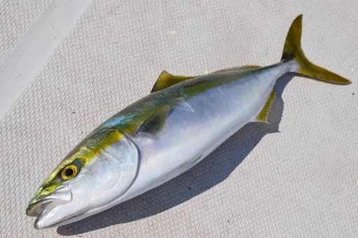 【疑問】ブリって天然より養殖のほううまない？ｗｗｗｗｗｗｗｗｗｗｗｗｗｗｗｗ