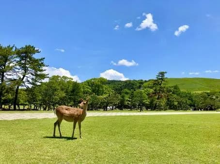 【悲報】奈良、インバウンド半減で阿鼻叫喚