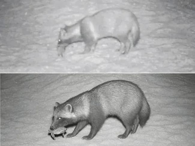 朝日新聞、夕刊掲載の写真が「ＡＩ加工」だったとして記事取り消し　共同通信と同じ「子ガメをくわえるタヌキ」