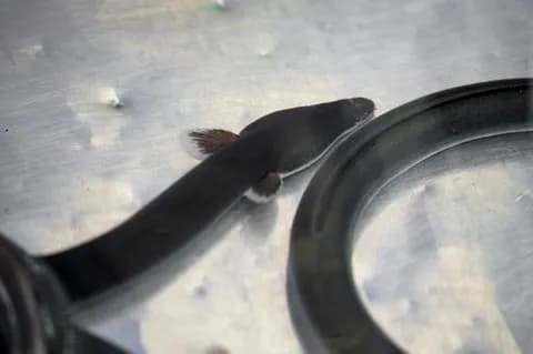 【朗報】世界、日本に無条件降伏！！！ヨーロッパのうなぎ殲滅へ