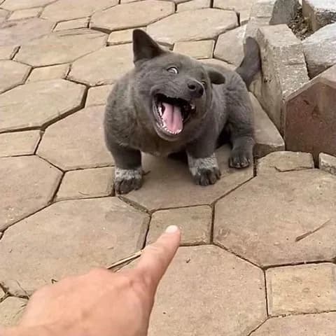 【画像】イッヌさん、ふるさと納税に大興奮してしまう・・・