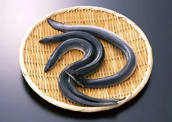 【画像】世界、日本に無条件降伏 →ヨーロッパうなぎ、ついに殲滅へｗｗｗｗｗｗ