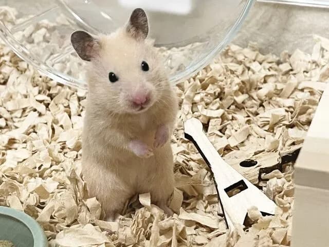 一人暮らしで寂しいんだけど犬猫以外でなついてくれて飼いやすいペットある？