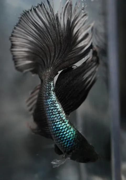 メラニズムの美しい生き物で打線組んだ