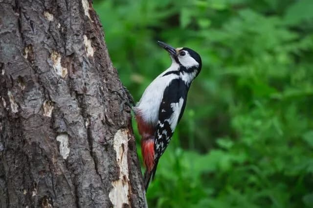 「キツツキ」とかいうあれだけ突いて脳にダメージが入らない謎の鳥