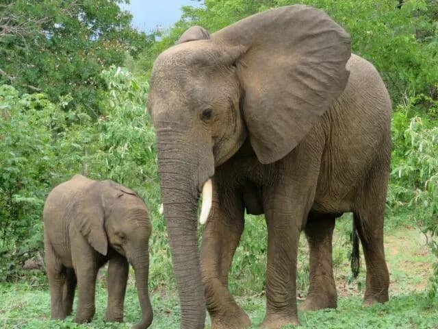 陸上最強生物ランキング