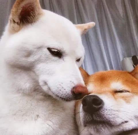 何でも画像貼ってけ