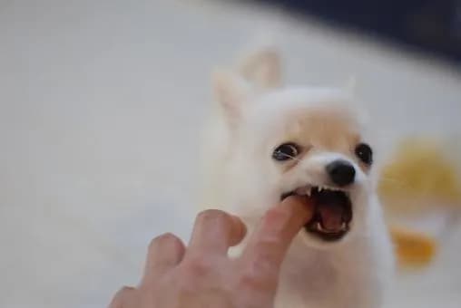 【急募】犬に噛まれたんやが大丈夫なん？ｗｗｗｗｗｗｗｗｗｗｗｗｗｗｗｗ