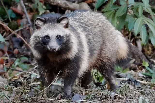 たぬき←懐かない、可愛くない、役に立たない