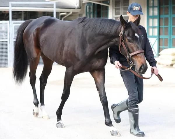 【阪神JF】 アランカール、危険なのがバレてどんどんオッズが上がる