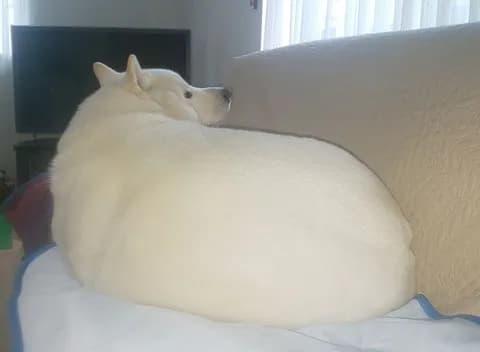 一番最近保存した画像を貼るスレ