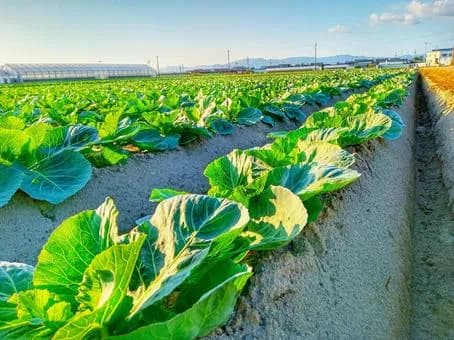 【悲報】無農薬は身体に良い←これｗｗｗｗｗｗｗｗｗｗｗｗｗｗｗｗ