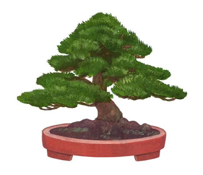 【画像】盆栽とかいう爺の趣味ｗｗｗｗｗｗｗｗｗｗｗｗｗｗｗｗｗｗｗｗｗｗｗｗ