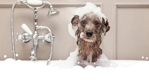 【朗報】イッヌ、大好きなシャンプーしてもらってご満悦