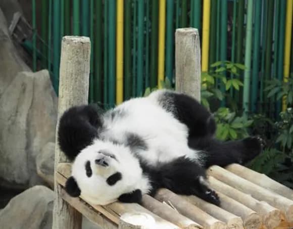 【悲報】普通の日本人「え？パンダ見れなくなるの？うーんでもまぁしょうがないか」←これｗｗｗｗ