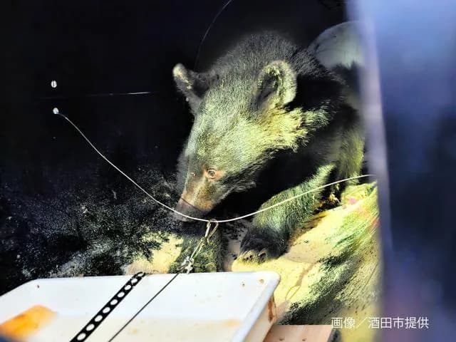 山形県「もう人里に下りてくるんじゃないぞ」クマ「はい…」→秋田県の人里で捕獲され駆除へ