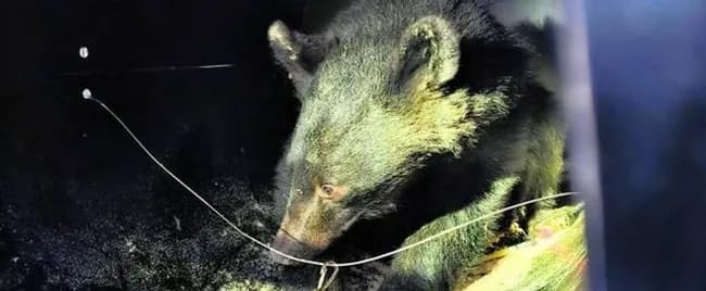 山形県「もう人里に下りてくるんじゃないぞ」クマ「はい…」→秋田県の人里で捕獲され駆除へ