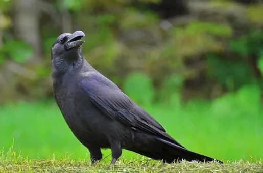 【疑問】カラスって正直過大評価やろ、スティーブ・ジョブズの方がどう考えてもすごないか？ｗｗｗｗｗｗｗｗｗｗｗｗｗｗｗｗ