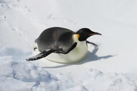 【悲報】なんJ民、ペンギンが腹這いになって滑るあの行動の名称を知らない