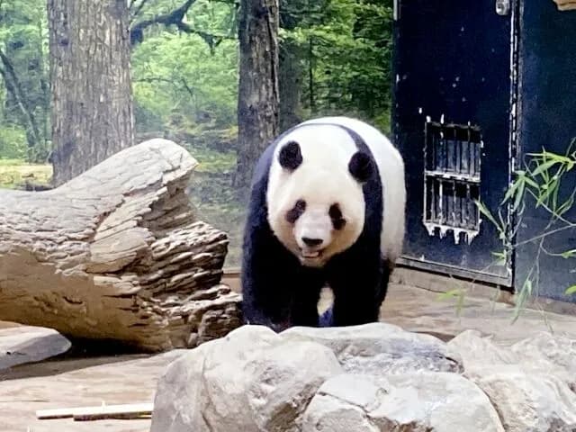 朝日新聞「高市のせいでパンダがいなくなって国民が激怒するやろなぁ。世論調査したろ」→