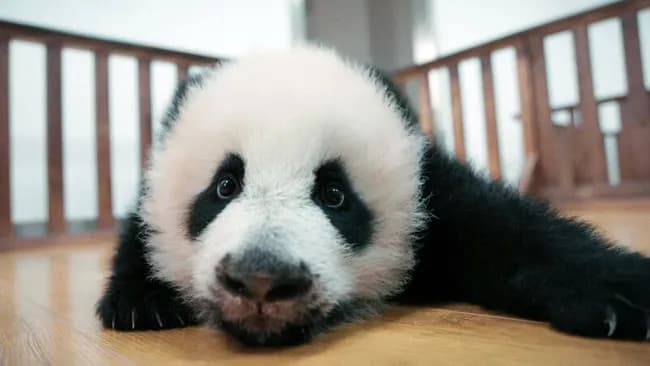 【悲報】日本人「パンダもういいや」←中国のSNSでトレンドになるｗｗｗｗｗｗｗｗｗｗ