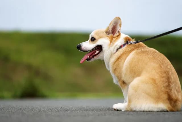 犬飼ったけど冷静に考えて失敗したかもしれん