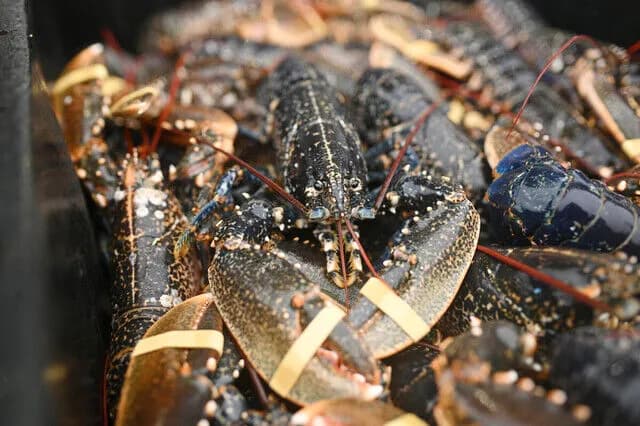 【正論】イギリス「ロブスターも苦痛は感じる。生きたまま茹でるのは禁止だ！」