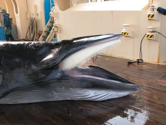 【画像】スーパーに『クジラ肉』売ってたんやがｗｗｗｗｗ