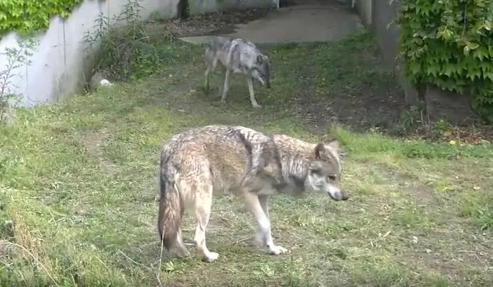 【悲報】多摩動物公園でオオカミ脱走