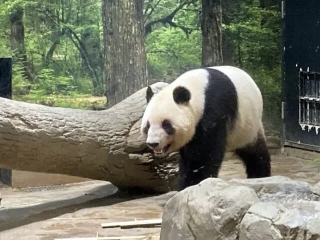 上野動物園「パンダ…？別にいなくてもええやろ」