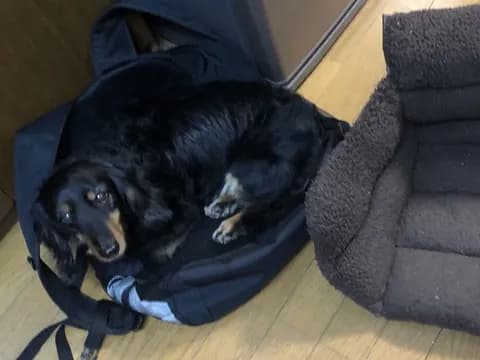 ワイのリュックの上でねてる飼い犬が可愛すぎるから…