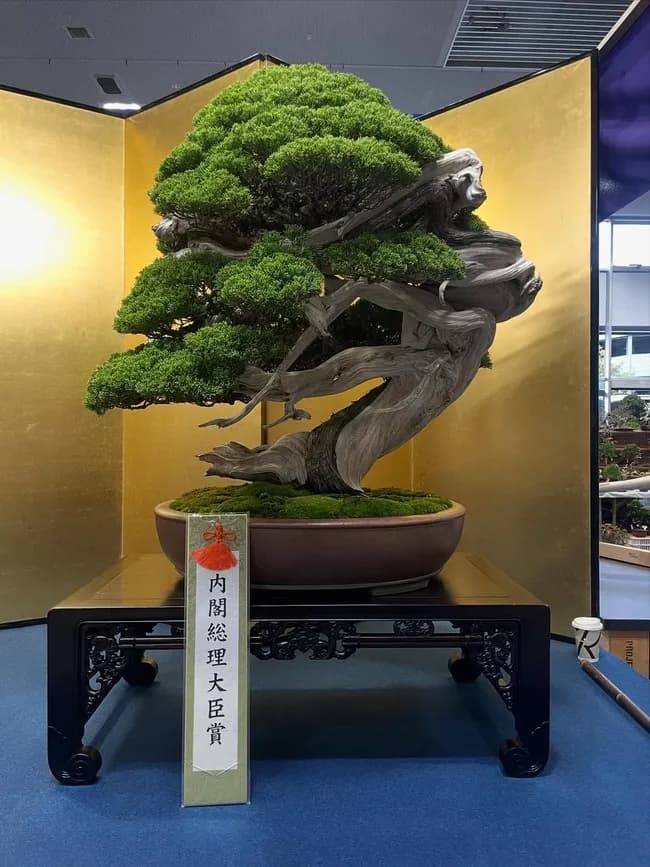 【画像】盆栽とかいう爺の趣味ｗｗｗｗｗｗｗｗｗ