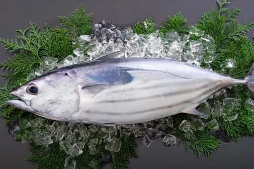 【疑問】カツオの一本釣りって意味あんの？ｗｗｗｗｗｗｗｗｗｗｗｗｗｗｗｗ