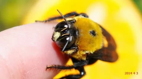 【昆虫画像】有識者「クマバチは刺さないし毒もない」←信じてええんか？