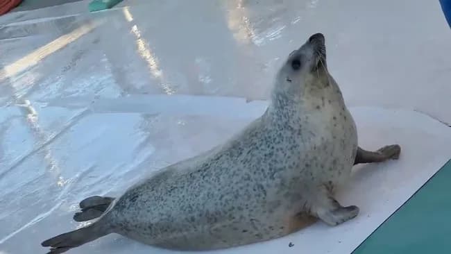【朗報】アザラシさん、腹太鼓が出来る