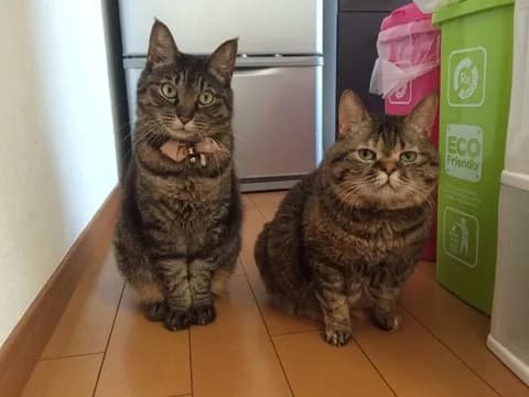 【悲報】なんＪ民みたいなネッコ、みつかる