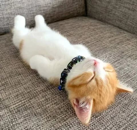 【画像】ネッコさん、飼い主に絶望感を与えてしまう・・・