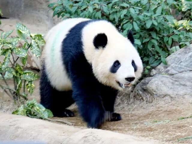 中国「日本には多くのパンダファンがいる、中国にパンダを見に来ることを歓迎する」