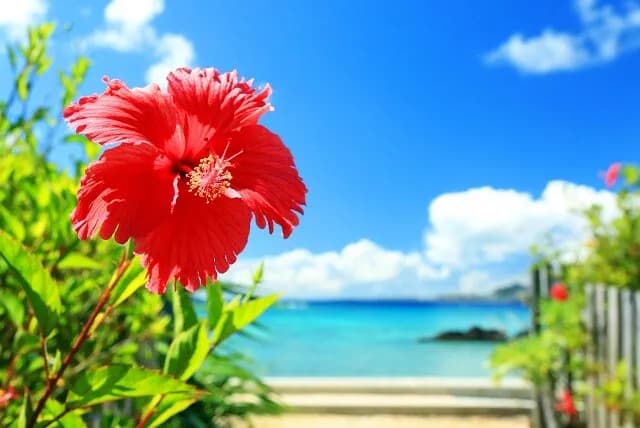 沖縄旅行行ってきたんだが、沖縄最強じゃね？