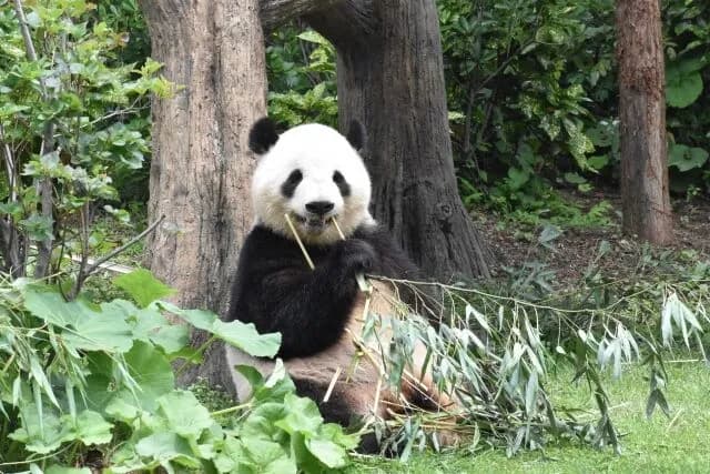 パンダに代わる客を寄せる動物